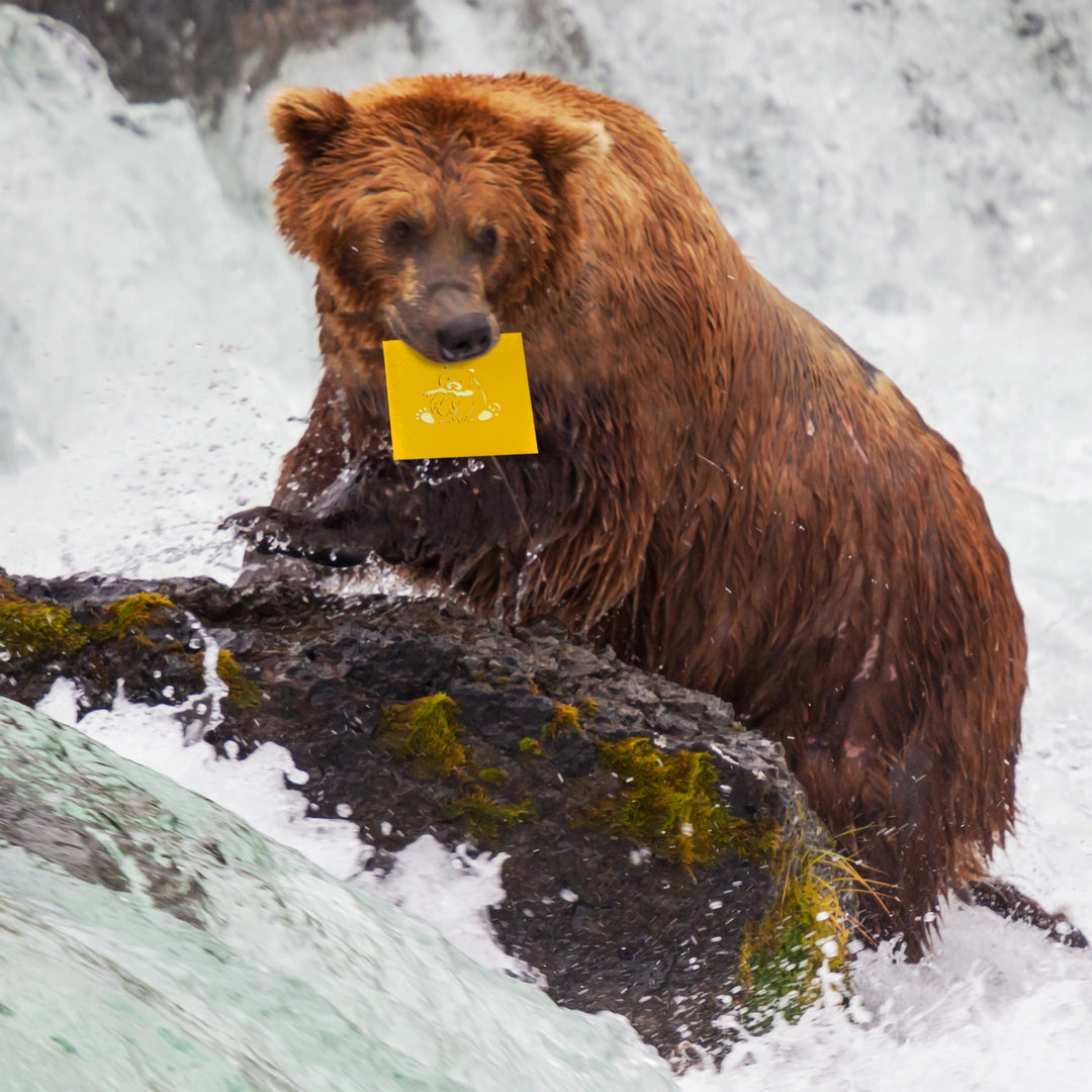 Bear Catching Salmon Pop Up Card